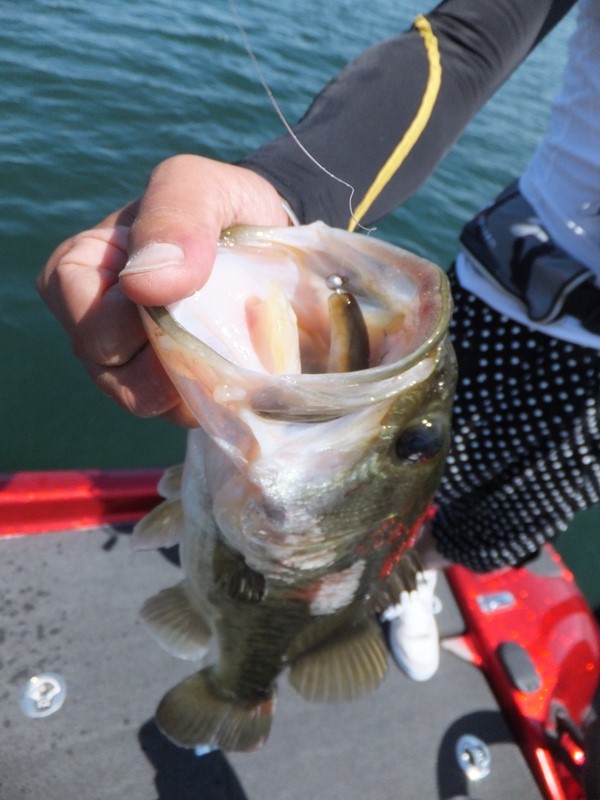 琵琶湖で釣れるワーム